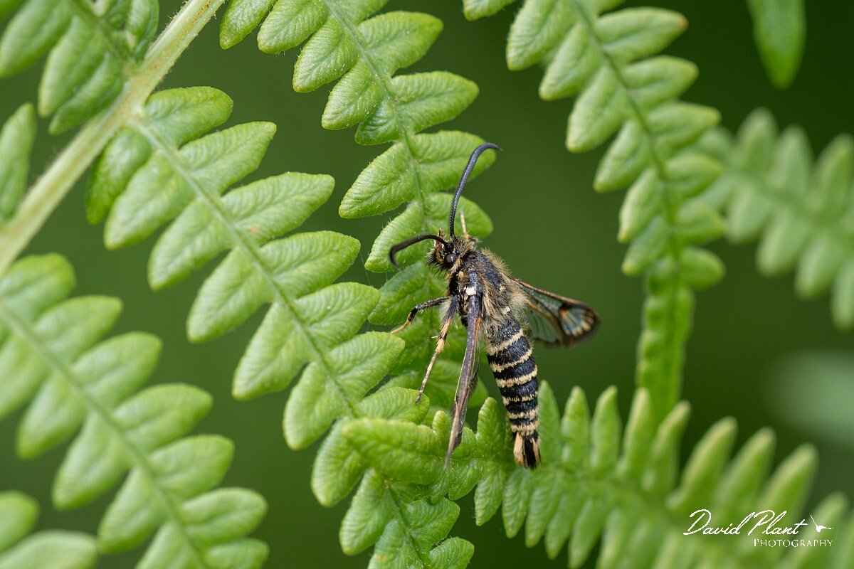David Plant Photography - Wildlife Photography - Six-belted clearwing - F.jpg - Six-belted clearwing, Bembecia ichneumoniformis - North Somerset