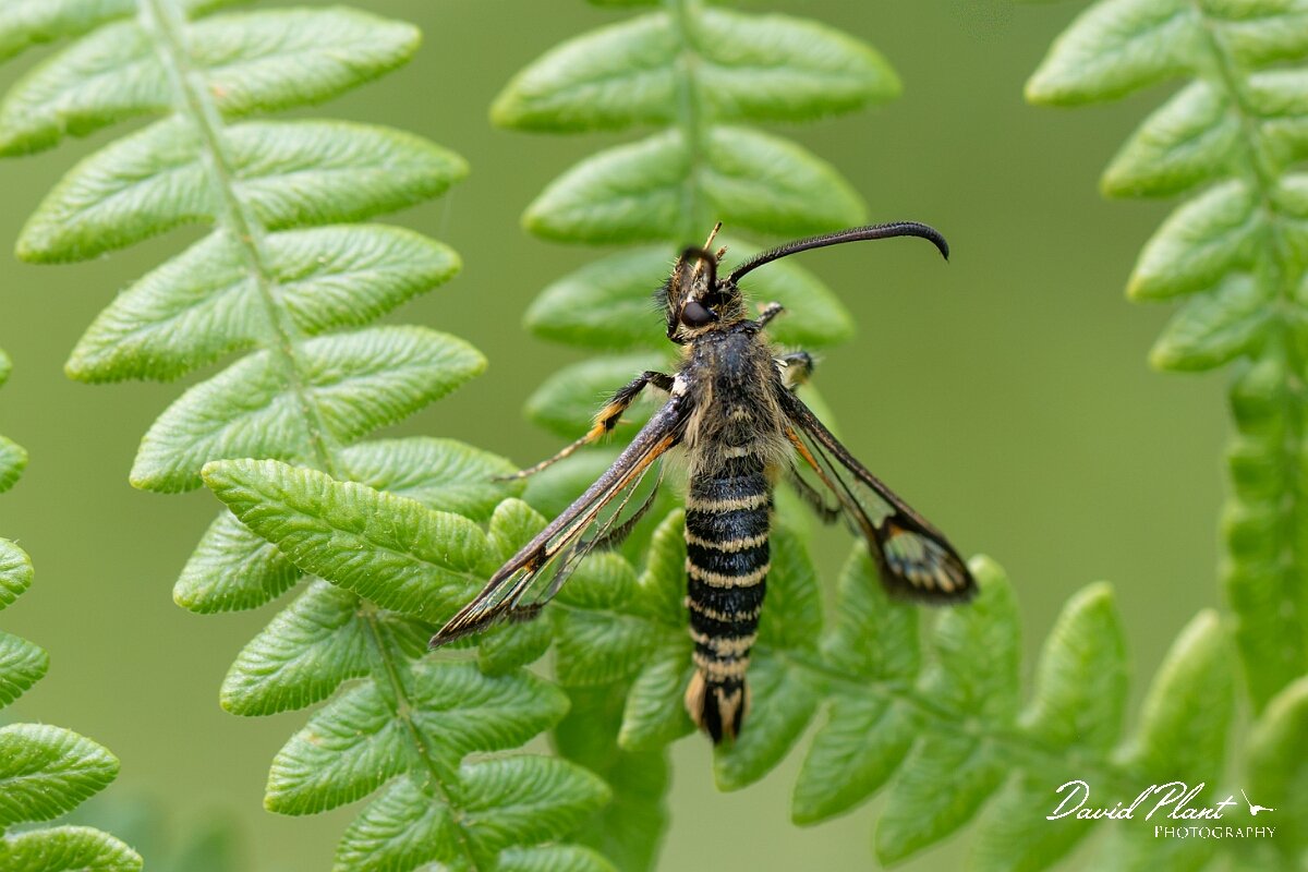 David Plant Photography - Wildlife Photography - Six-belted clearwing - G.jpg - Six-belted clearwing, Bembecia ichneumoniformis - North Somerset
