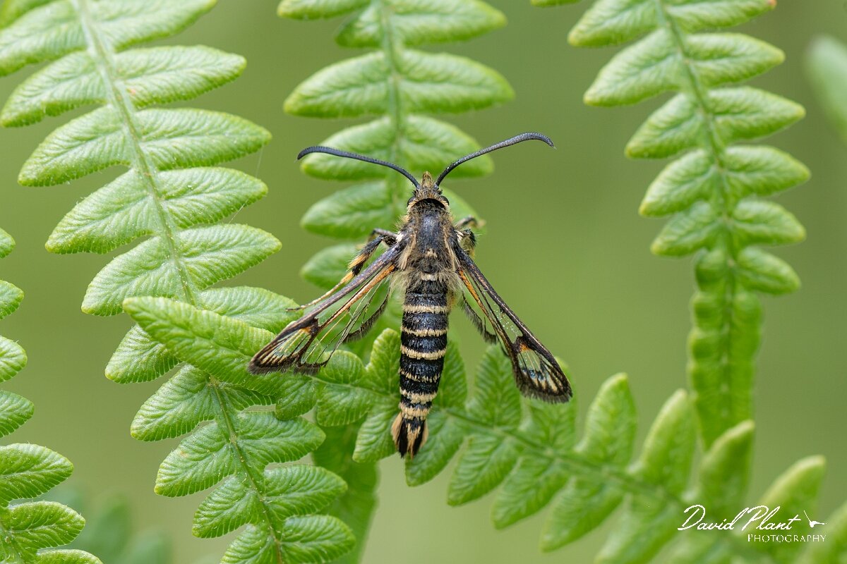 David Plant Photography - Wildlife Photography - Six-belted clearwing - H.jpg - Six-belted clearwing, Bembecia ichneumoniformis - North Somerset