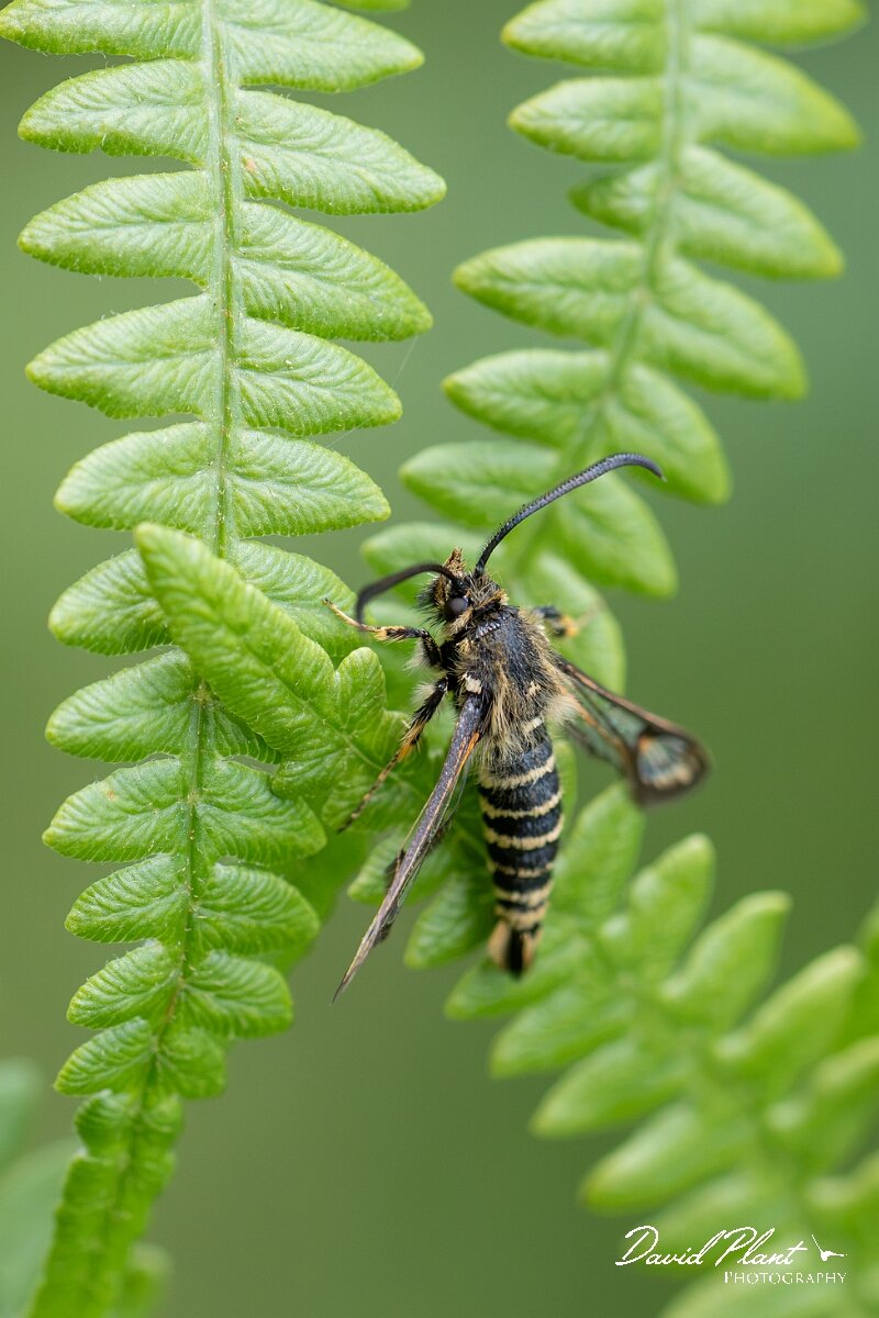 David Plant Photography - Wildlife Photography - Six-belted clearwing - J.jpg - Six-belted clearwing, Bembecia ichneumoniformis - North Somerset