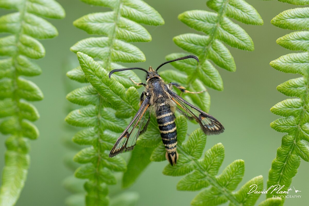 David Plant Photography - Wildlife Photography - Six-belted clearwing - L.jpg - Six-belted clearwing, Bembecia ichneumoniformis - North Somerset