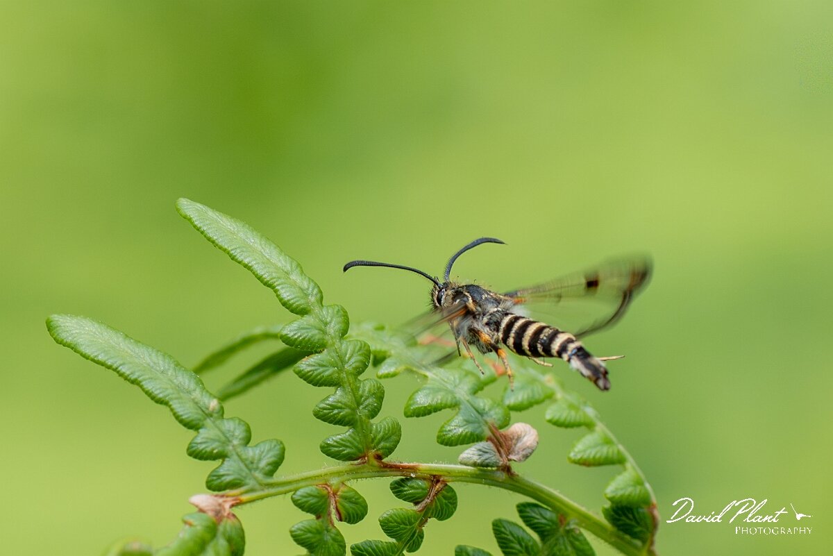 David Plant Photography - Wildlife Photography - Six-belted clearwing - N.jpg - Six-belted clearwing, Bembecia ichneumoniformis - North Somerset