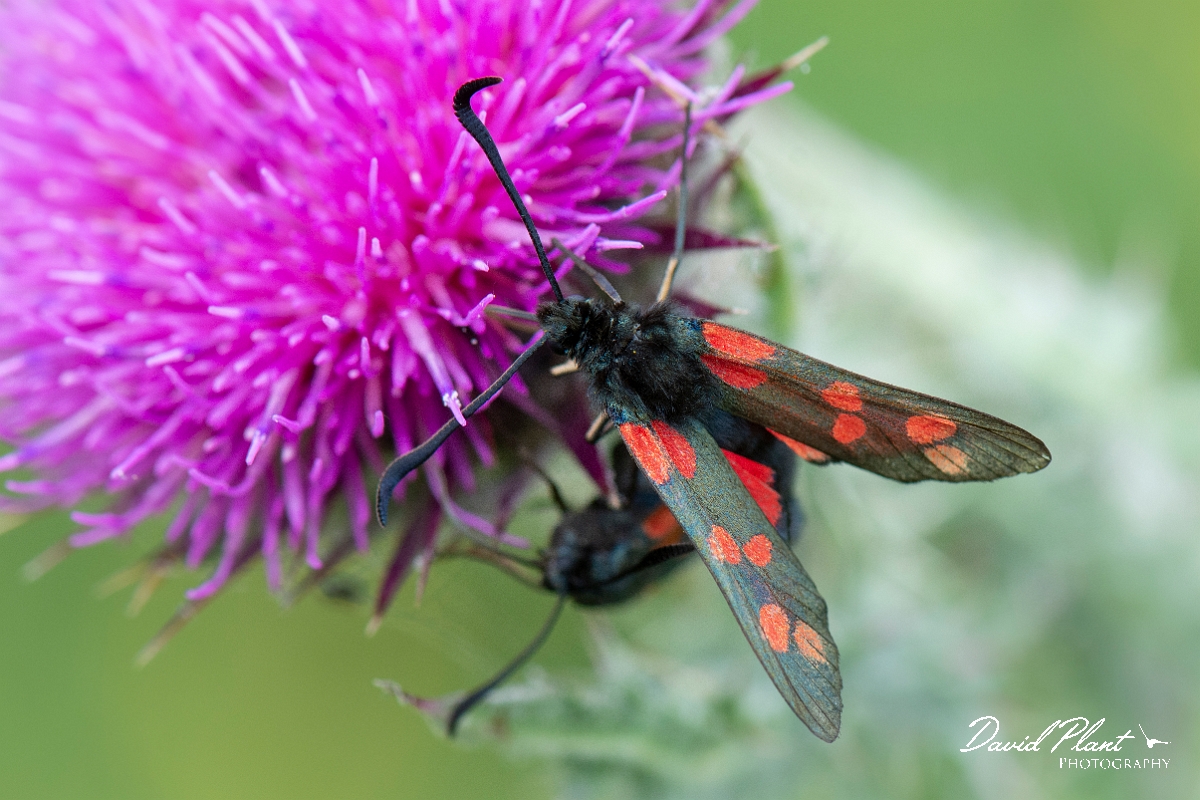 David Plant Photography - Wildlife Photography - Six-spot burnet - B.jpg - Six-spot burnet, Zygaena filipendulae - Dorset