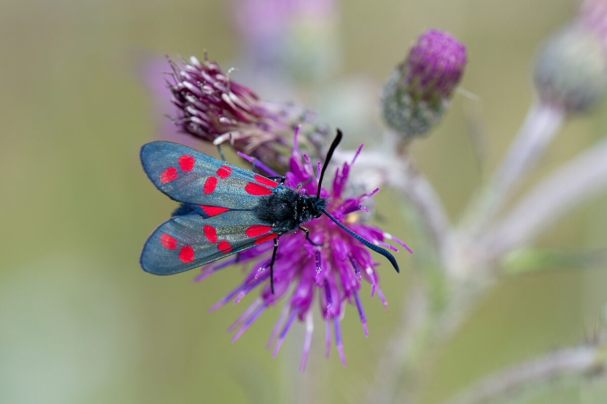 David Plant Photography - Wildlife Photography - Six-spot burnet - J.jpg - Six-spot burnet, Zygaena filipendulae - Northumberland