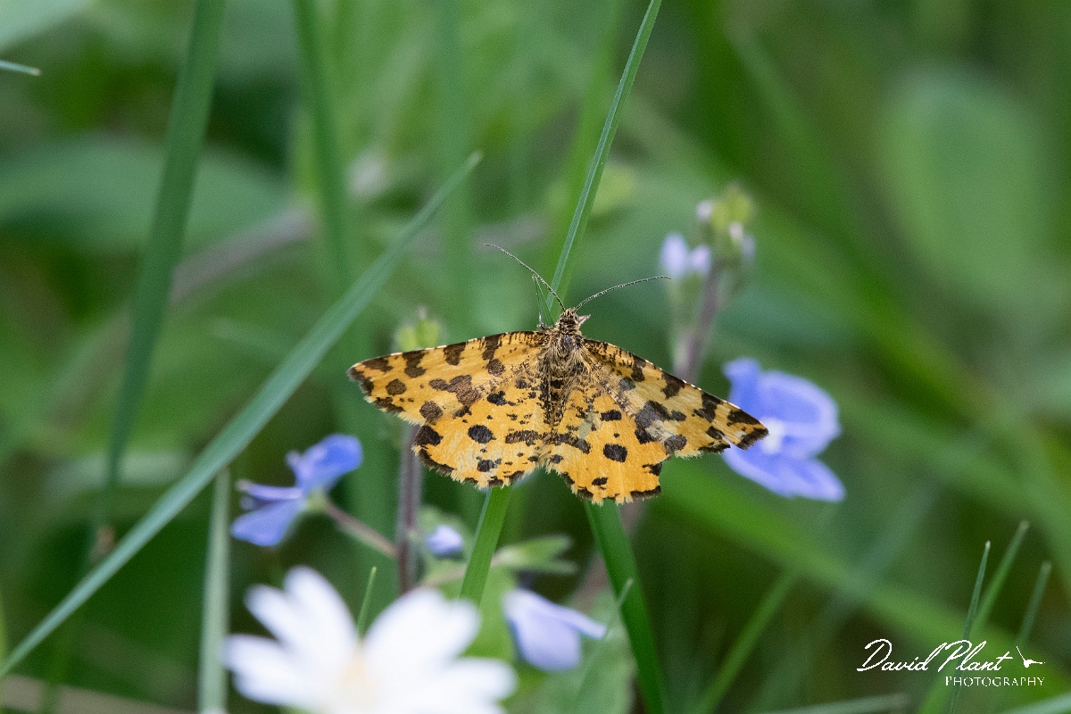 David Plant Photography - Wildlife Photography - Speckled yellow - A.jpg - Speckled yellow,  Pseudopanthera macularia - Surrey