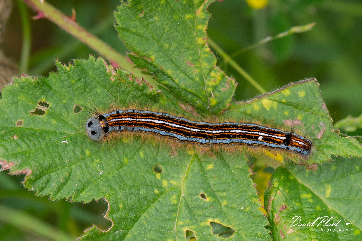 David Plant Photography - Wildlife Photography - The lackey - A.jpg - The lackey, Malacosoma neustria, caterpillar - Kent