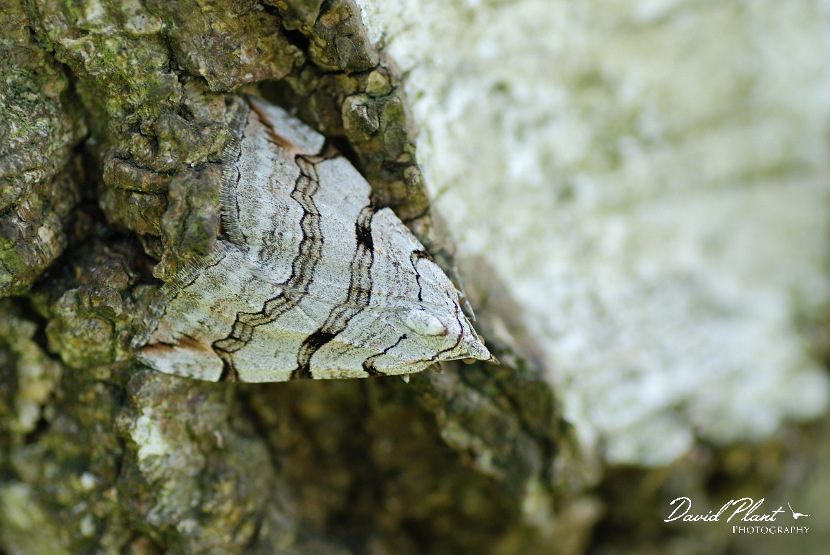 David Plant Photography - Wildlife Photography - Treble-bar - A.jpg - Treble-bar, Aplocera plagiata, on silver birch - Oxfordshire