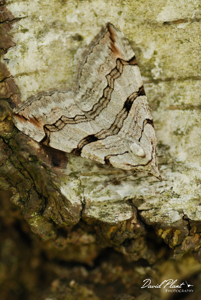 David Plant Photography - Wildlife Photography - Treble-bar - B.jpg - Treble-bar, Aplocera plagiata, on silver birch - Oxfordshire
