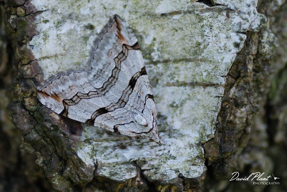 David Plant Photography - Wildlife Photography - Treble-bar - C.jpg - Treble-bar, Aplocera plagiata, on silver birch - Oxfordshire
