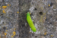 David Plant Photography - Wildlife Photography - Angle shades, Phlogophora meticulosa - A
