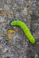 David Plant Photography - Wildlife Photography - Angle shades, Phlogophora meticulosa - C
