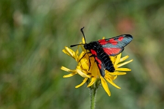 David Plant Photography - Wildlife Photography - Five-spot burnet - G