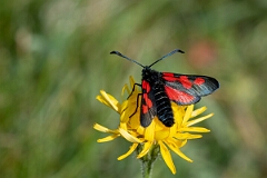David Plant Photography - Wildlife Photography - Five-spot burnet - H