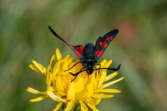 David Plant Photography - Wildlife Photography - Five-spot burnet - I