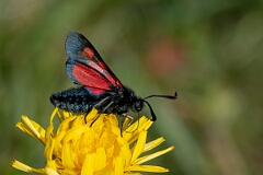 David Plant Photography - Wildlife Photography - Five-spot burnet - J