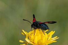 David Plant Photography - Wildlife Photography - Five-spot burnet - K