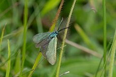 David Plant Photography - Wildlife Photography - Forester moth - A