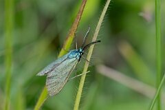 David Plant Photography - Wildlife Photography - Forester moth - B