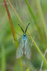 David Plant Photography - Wildlife Photography - Forester moth - C