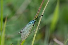 David Plant Photography - Wildlife Photography - Forester moth - D