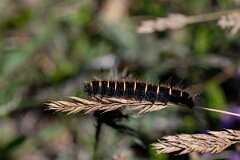 David Plant Photography - Wildlife Photography - Fox moth - E