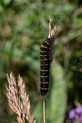 David Plant Photography - Wildlife Photography - Fox moth - F