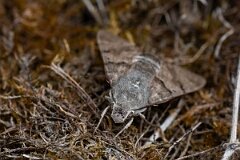 David Plant Photography - Wildlife Photography - Hummingbird hawkmoth - F