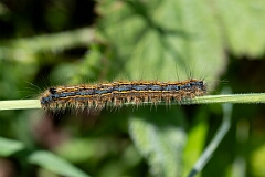 David Plant Photography - Wildlife Photography - Lackey moth - B