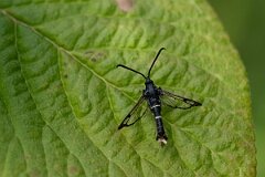 David Plant Photography - Wildlife Photography - Orange-tailed clearwing - A