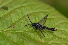 David Plant Photography - Wildlife Photography - Orange-tailed clearwing - C