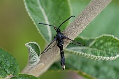 David Plant Photography - Wildlife Photography - Orange-tailed clearwing - D