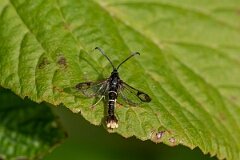David Plant Photography - Wildlife Photography - Orange-tailed clearwing - E