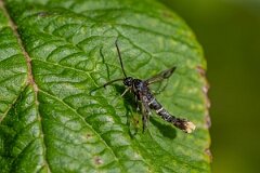David Plant Photography - Wildlife Photography - Orange-tailed clearwing - F