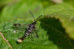 David Plant Photography - Wildlife Photography - Orange-tailed clearwing - G