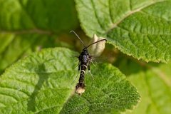 David Plant Photography - Wildlife Photography - Orange-tailed clearwing - H