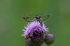 David Plant Photography - Wildlife Photography - Red-tipped clearwing - C