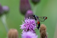 David Plant Photography - Wildlife Photography - Red-tipped clearwing - F