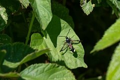 David Plant Photography - Wildlife Photography - Red-tipped clearwing - H