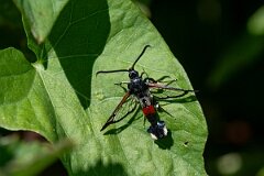 David Plant Photography - Wildlife Photography - Red-tipped clearwing - I