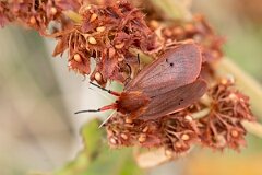 David Plant Photography - Wildlife Photography - Ruby tiger, Phragmatobia fuliginosa - B