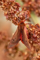 David Plant Photography - Wildlife Photography - Ruby tiger, Phragmatobia fuliginosa - C