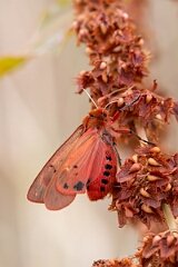 David Plant Photography - Wildlife Photography - Ruby tiger, Phragmatobia fuliginosa - D