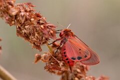 David Plant Photography - Wildlife Photography - Ruby tiger, Phragmatobia fuliginosa - E