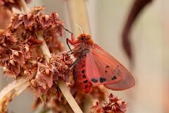 David Plant Photography - Wildlife Photography - Ruby tiger, Phragmatobia fuliginosa - G