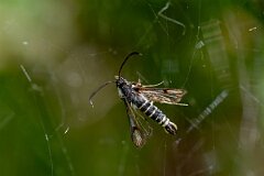 David Plant Photography - Wildlife Photography - Six-belted clearwing - A