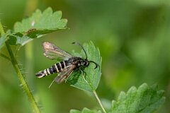 David Plant Photography - Wildlife Photography - Six-belted clearwing - B