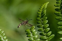 David Plant Photography - Wildlife Photography - Six-belted clearwing - C