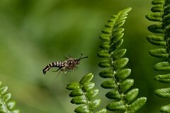 David Plant Photography - Wildlife Photography - Six-belted clearwing - D