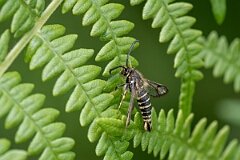 David Plant Photography - Wildlife Photography - Six-belted clearwing - F