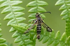 David Plant Photography - Wildlife Photography - Six-belted clearwing - G